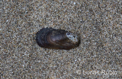 Brachidontes rodriguezii