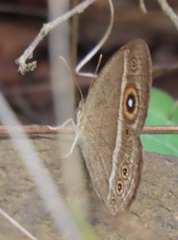 Brakefieldia perspicua