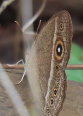 Brakefieldia perspicua