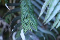 Chamaecyparis formosensis