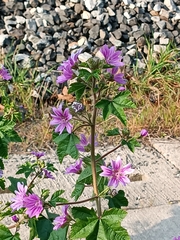 Malva sylvestris