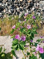 Malva sylvestris