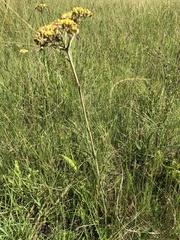 Helichrysum nudifolium