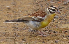 Emberiza flaviventris