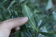 Daphne arisanensis