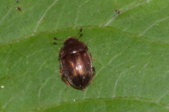 Stelidota geminata
