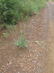Diheteropogon amplectens