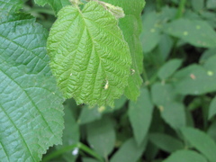 Phyllobius argentatus