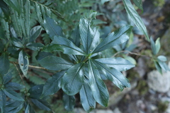 Daphne arisanensis