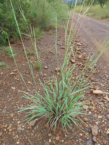 Broad-Leaved Blue Stem (Plants of the Matopos) · iNaturalist