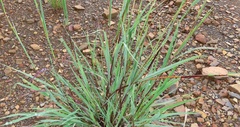 Diheteropogon amplectens