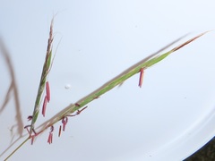 Diheteropogon amplectens
