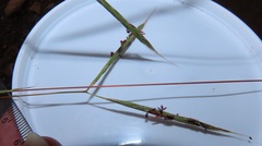 Diheteropogon amplectens