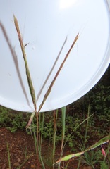 Diheteropogon amplectens