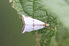 Argyria lacteella