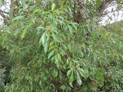 Heteropyxis natalensis