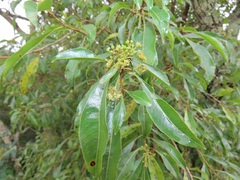 Heteropyxis natalensis