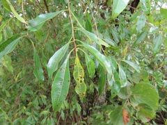 Heteropyxis natalensis