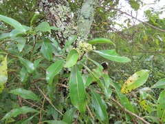 Heteropyxis natalensis