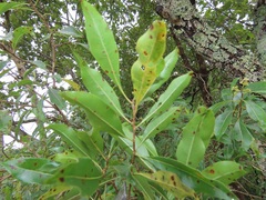 Heteropyxis natalensis