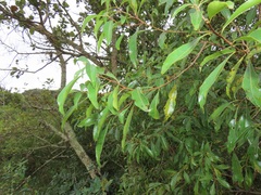 Heteropyxis natalensis