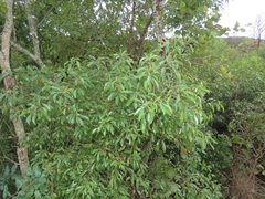 Heteropyxis natalensis