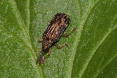 Sumitrosis inaequalis