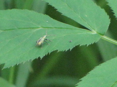 Phyllobius argentatus