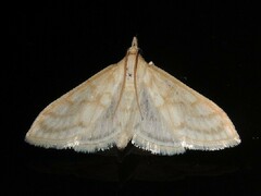 Paracorsia repandalis