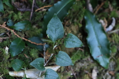 Persicaria pilushanensis