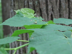Phyllobius argentatus