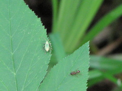 Phyllobius argentatus