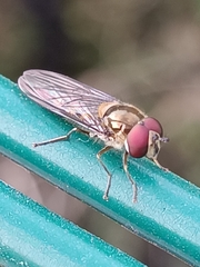 Meliscaeva auricollis