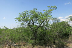 Sclerocarya birrea