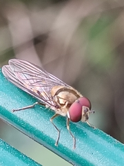 Meliscaeva auricollis