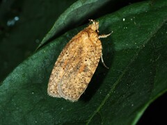 Agonopterix thelmae