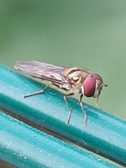 Meliscaeva auricollis