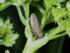 Agallia quadripunctata