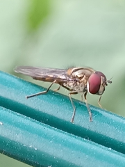 Meliscaeva auricollis