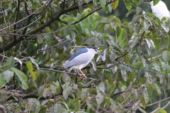 Nycticorax nycticorax