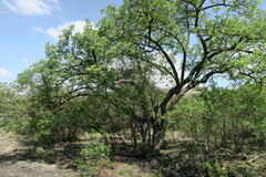 Sclerocarya birrea