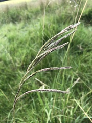 Paspalum urvillei