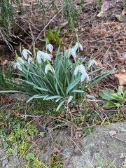 Galanthus nivalis