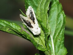 Ponometia erastrioides