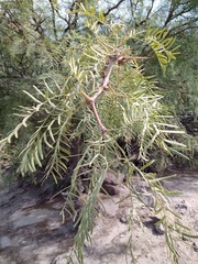 Prosopis chilensis