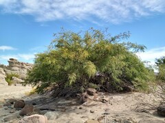 Prosopis chilensis