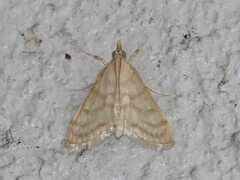 Paracorsia repandalis