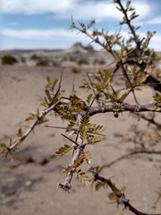 Plectrocarpa tetracantha