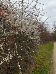 Prunus spinosa
