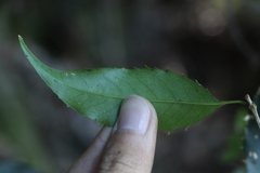 Osmanthus lanceolatus